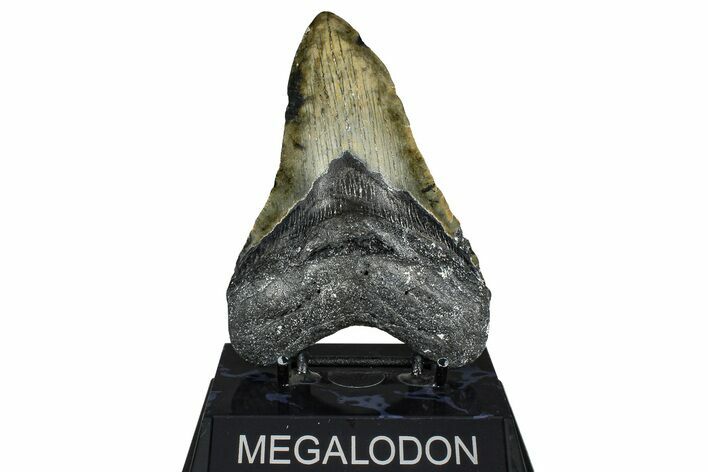 Fossil Megalodon Tooth - North Carolina #362877